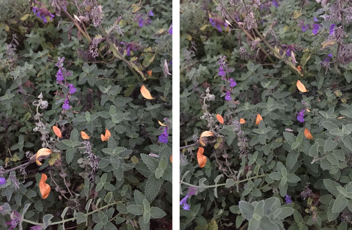 iphone 6s vs iphone 6 plus camera comparison