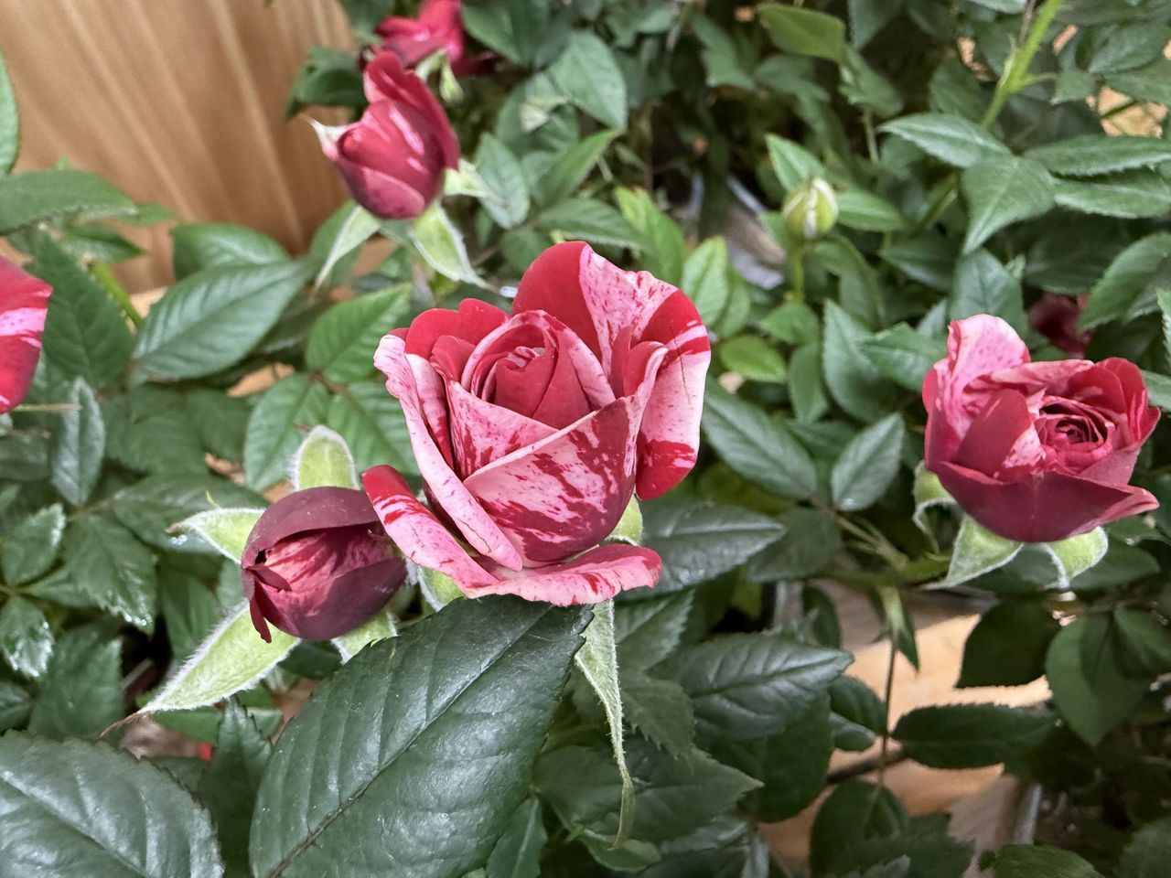 Apple iPhone 16 Pro Max macro sample.