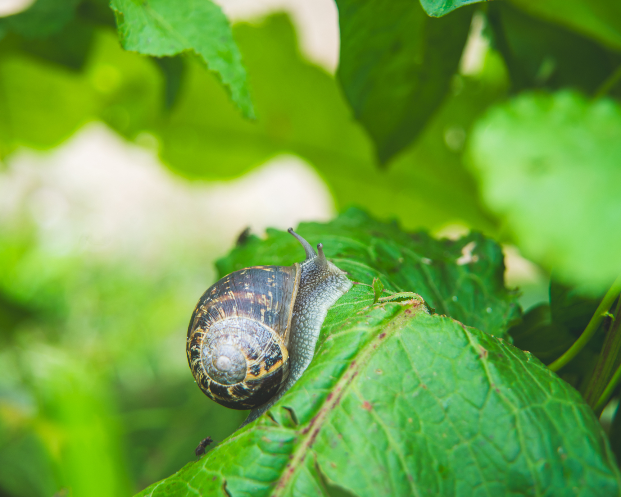 Common garden snail on leaf