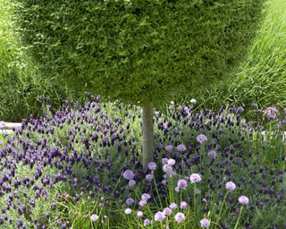 clipped box ball tree underplanted with lavender