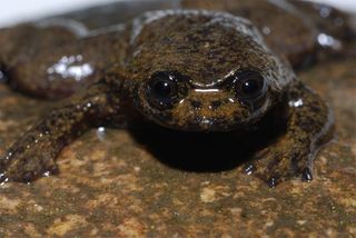 Lungless Frog