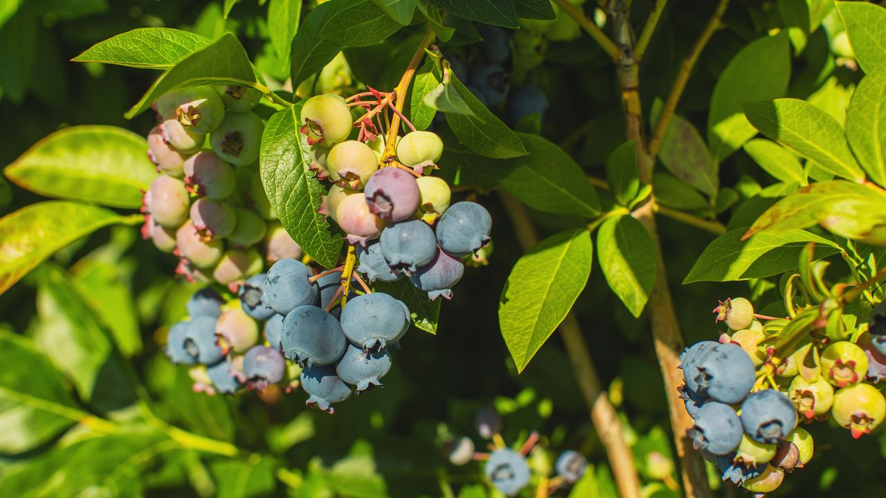 Ripening blueberries growing on blueberry bush