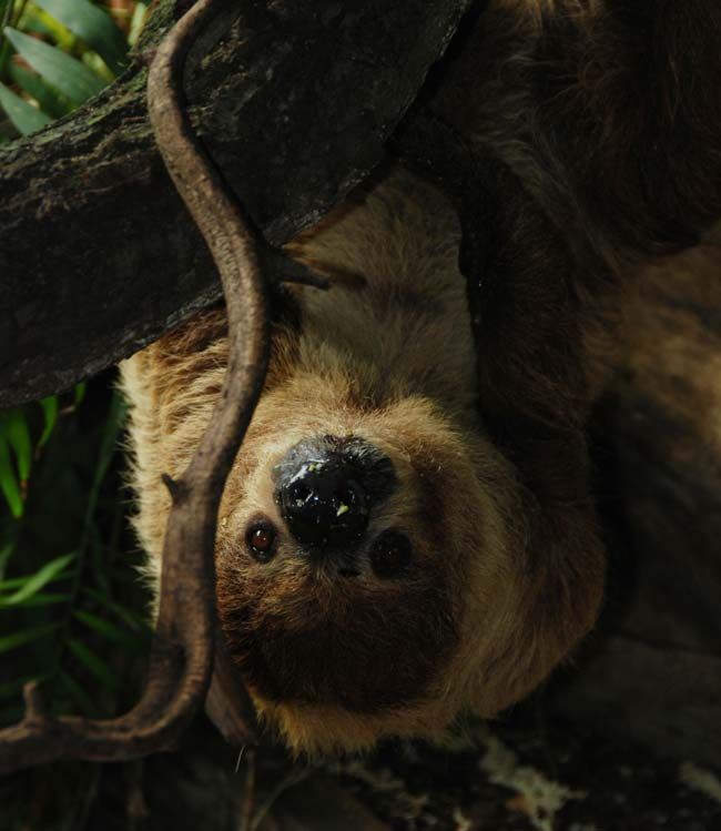 Shy Sloth Slow To Have Sex Live Science