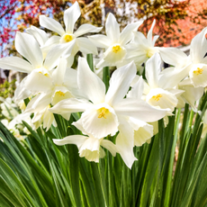 White daffodils in an outdoor garden.