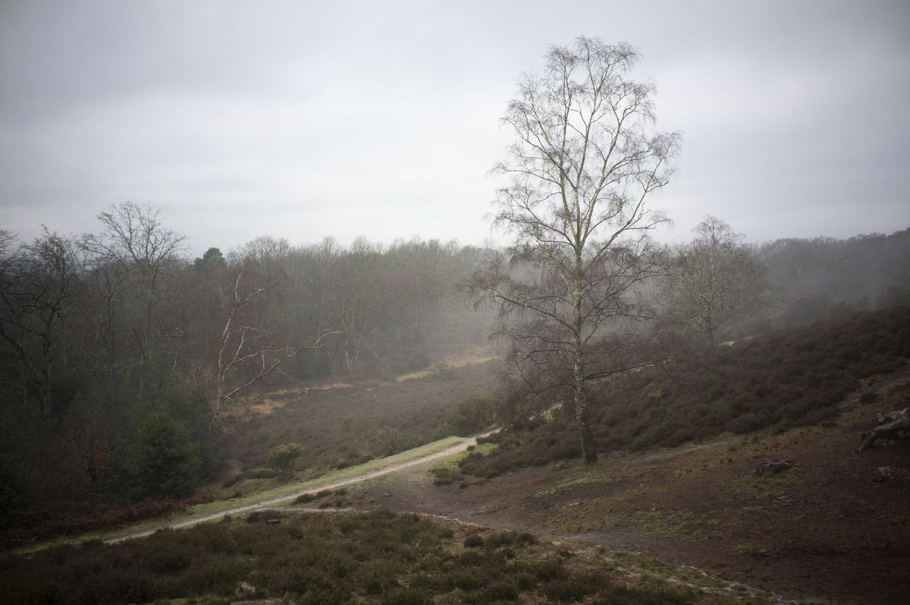 Viltrox AF 28mm F4.5 image gallery: a lone tree in a hilly common
