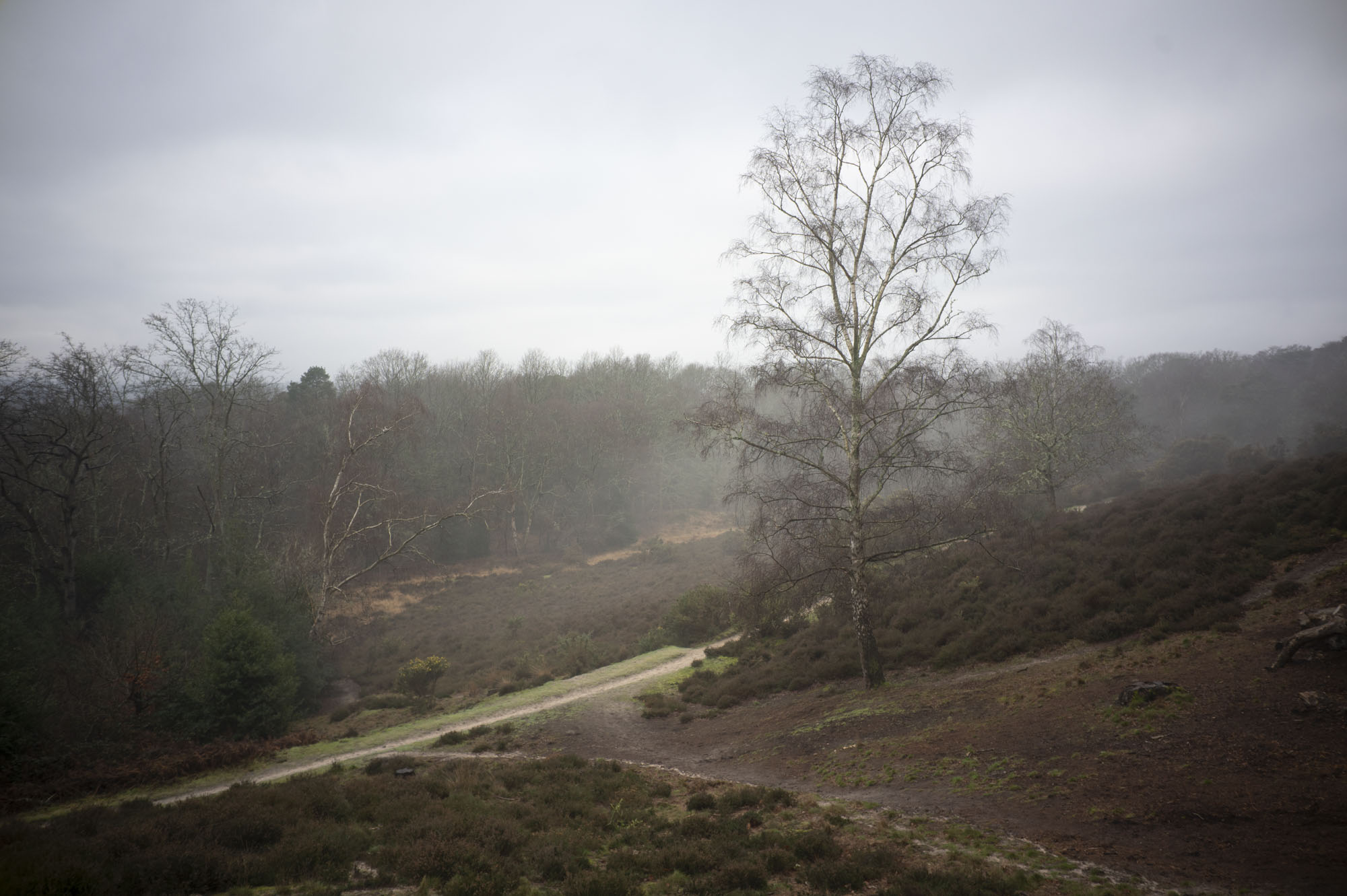 Viltrox AF 28mm F4.5 image gallery: a lone tree in a hilly common