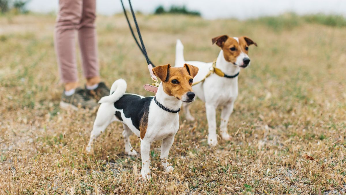 Woman walking two dogs on leash in a field