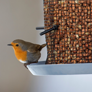 European robin on garden bird feeder filled with peanuts in winter.