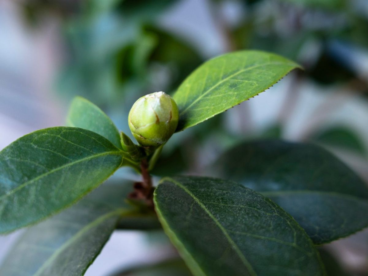 Camellia Flower Problems - What To Do For Bud Drop On Camellias