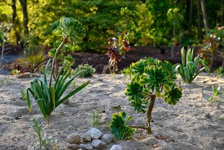 Xeriscaping garden scheme in mixed sand bed