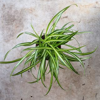 spider plant on concrete floor between two thorns