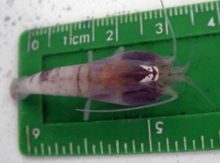Newly-identified shrimp species, Rimicaris hybisae.