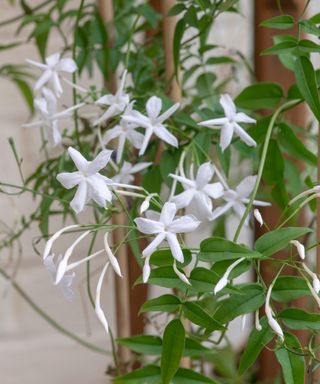 Jasminum ‘Devon Cream’ with gorgeous cream-coloured flowers