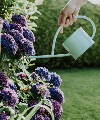A hand holding a mint green watering can that's watering a row of blue and purple hydrangeas, with a green hedge and lawn behind