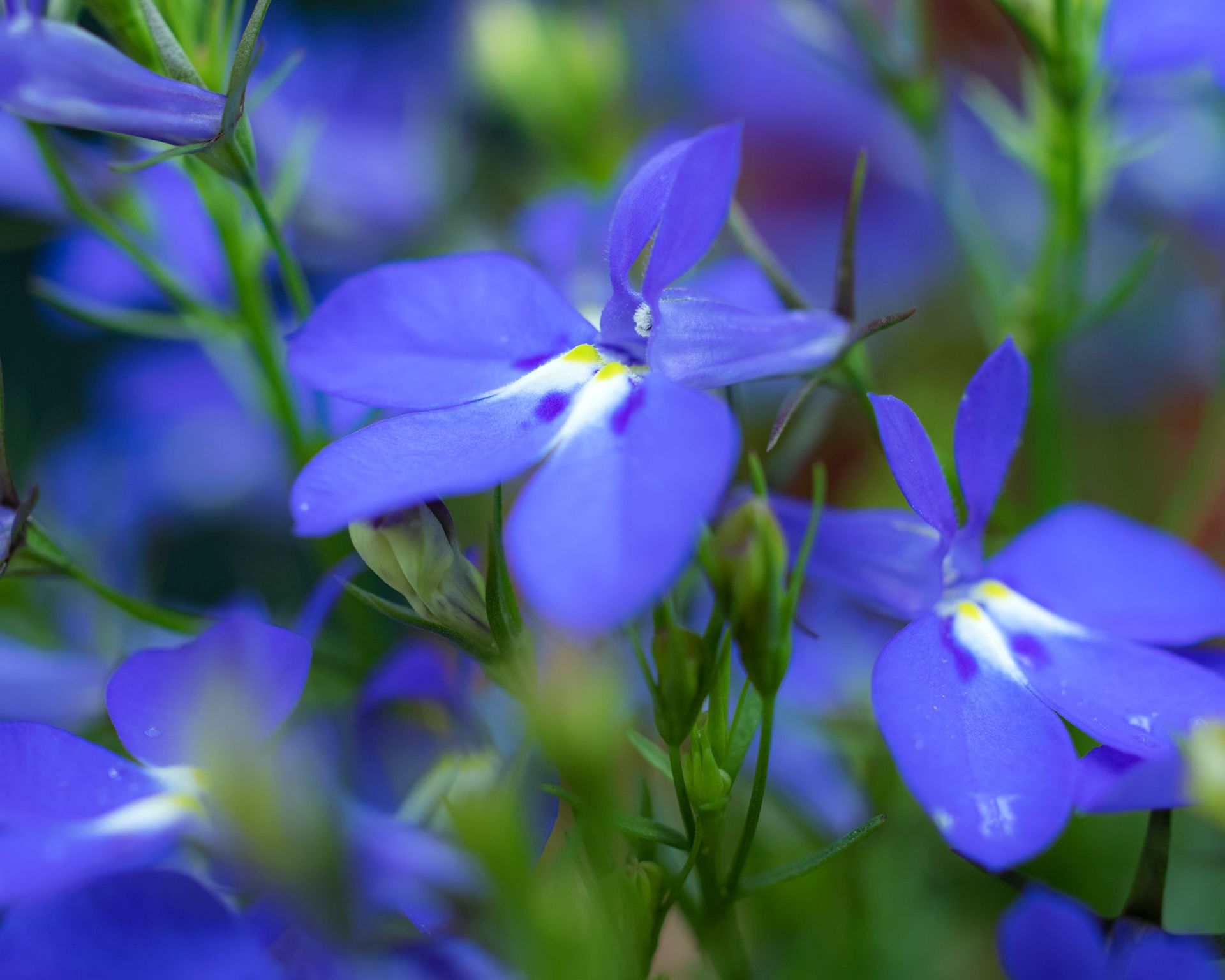 what to plant in January lobelia