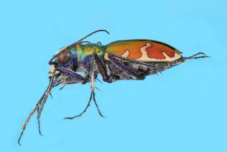 Tiger beetle (Cicindela formosa). Public domain image by Christopher Johnson, produced by the "Insects Unlocked" project at the University of Texas at Austin.