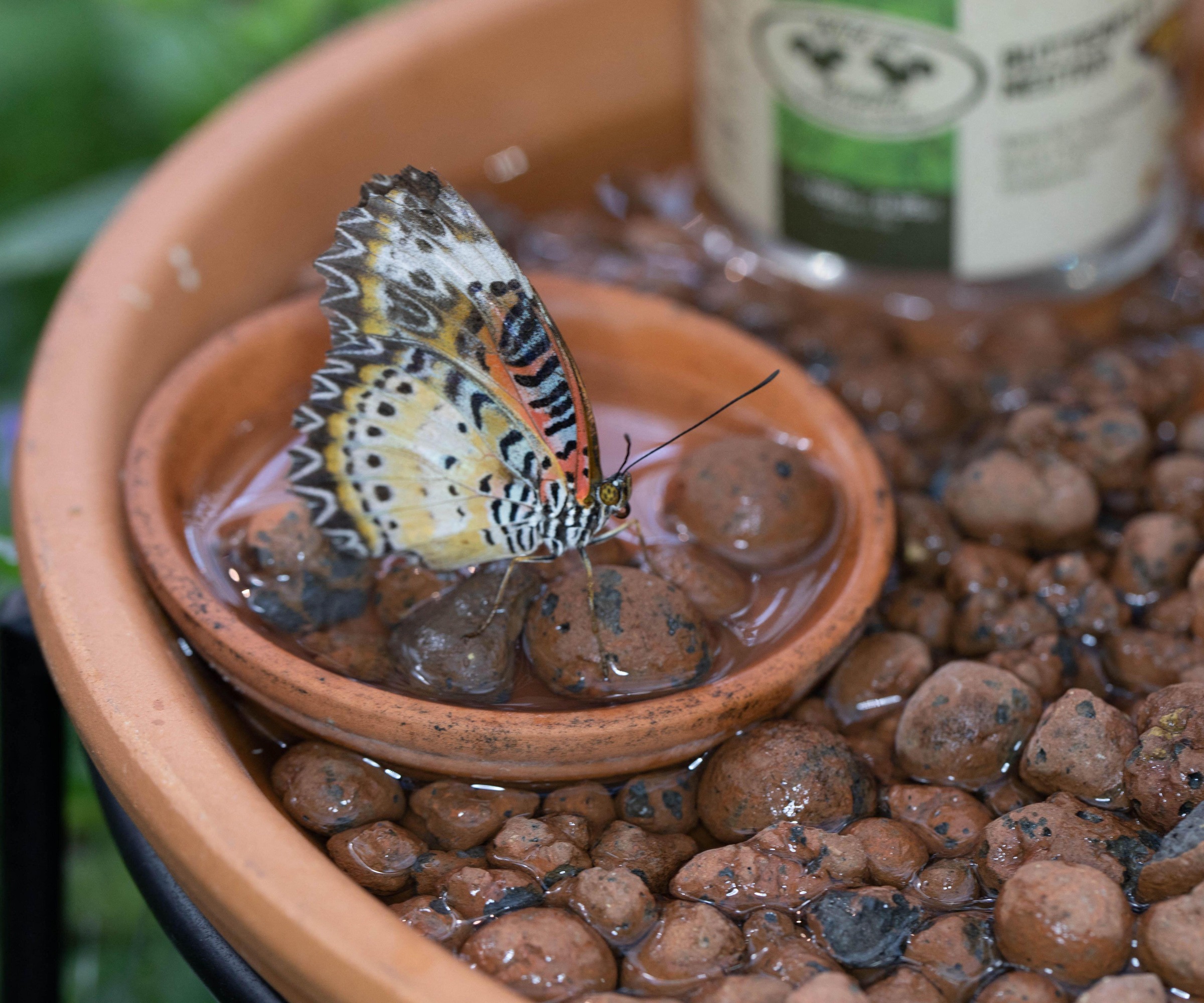 Butterfly drinking on a butterfly puddler