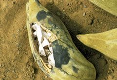 Baobab fruit