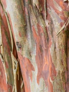 Shedding Bark Of A Crepe Myrtle Tree