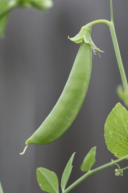 Sugar Ann Pea Plant