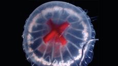 A photograph looking down on the newfound jellyfish species; cloudy, white bell with a red center that is shaped like a cross