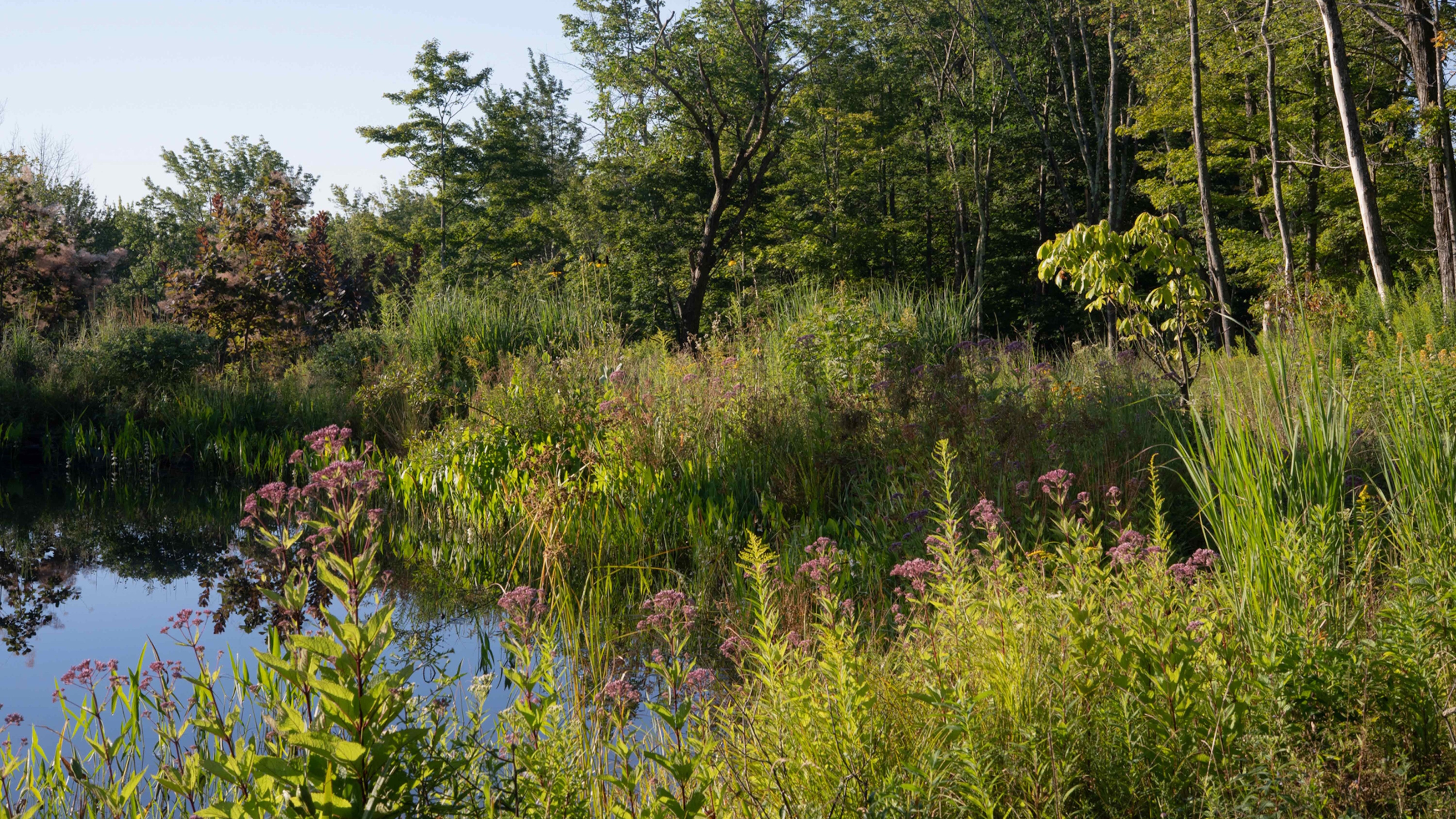 Pink Joe Pye Weed blooming in a Catskills garden with a pond behind, surrounded by lush shrubs and trees