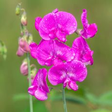 Perennial sweet pea blooms