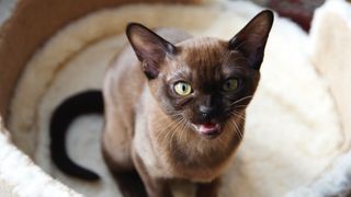 Burmese cat