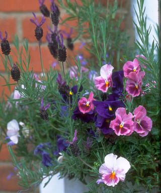 pansies and lavendula in container