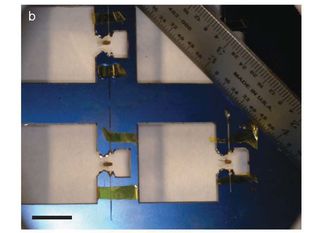 fruit fly brain, laser surgery, brain surgery