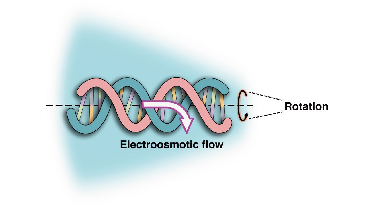 Diagram showing how electroosmotic flow spins DNA around itself