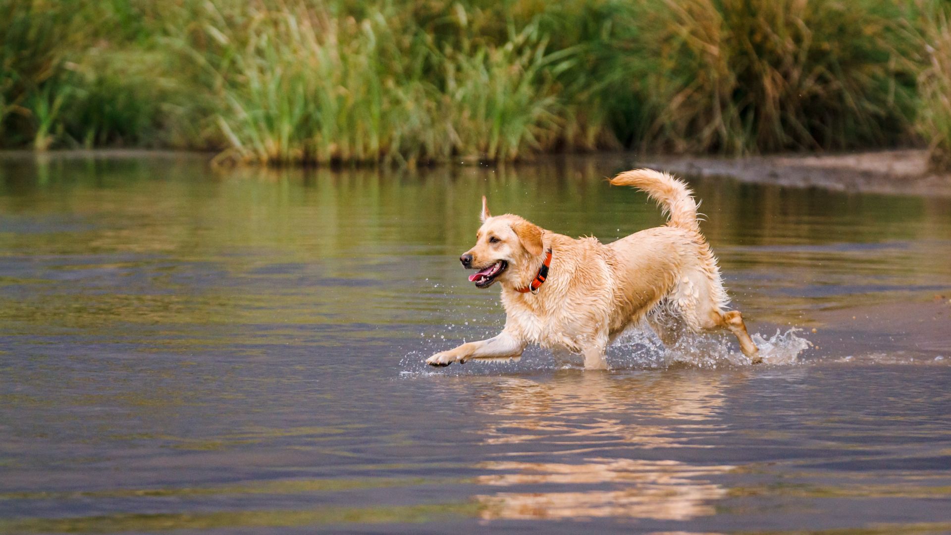 Golden Retriever run in a lake
