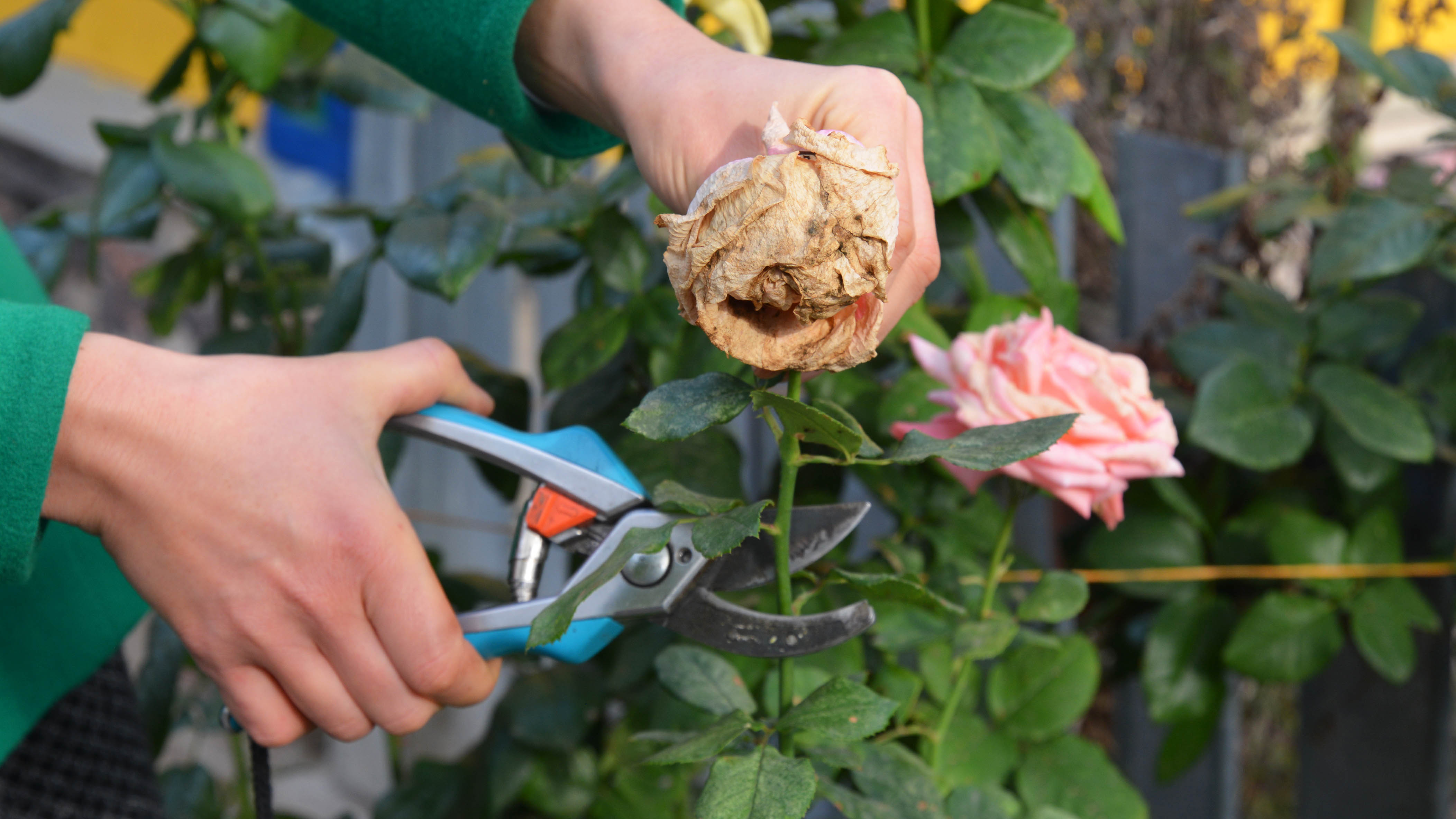 How To Deadhead Roses To Keep Them Blooming Tom s Guide