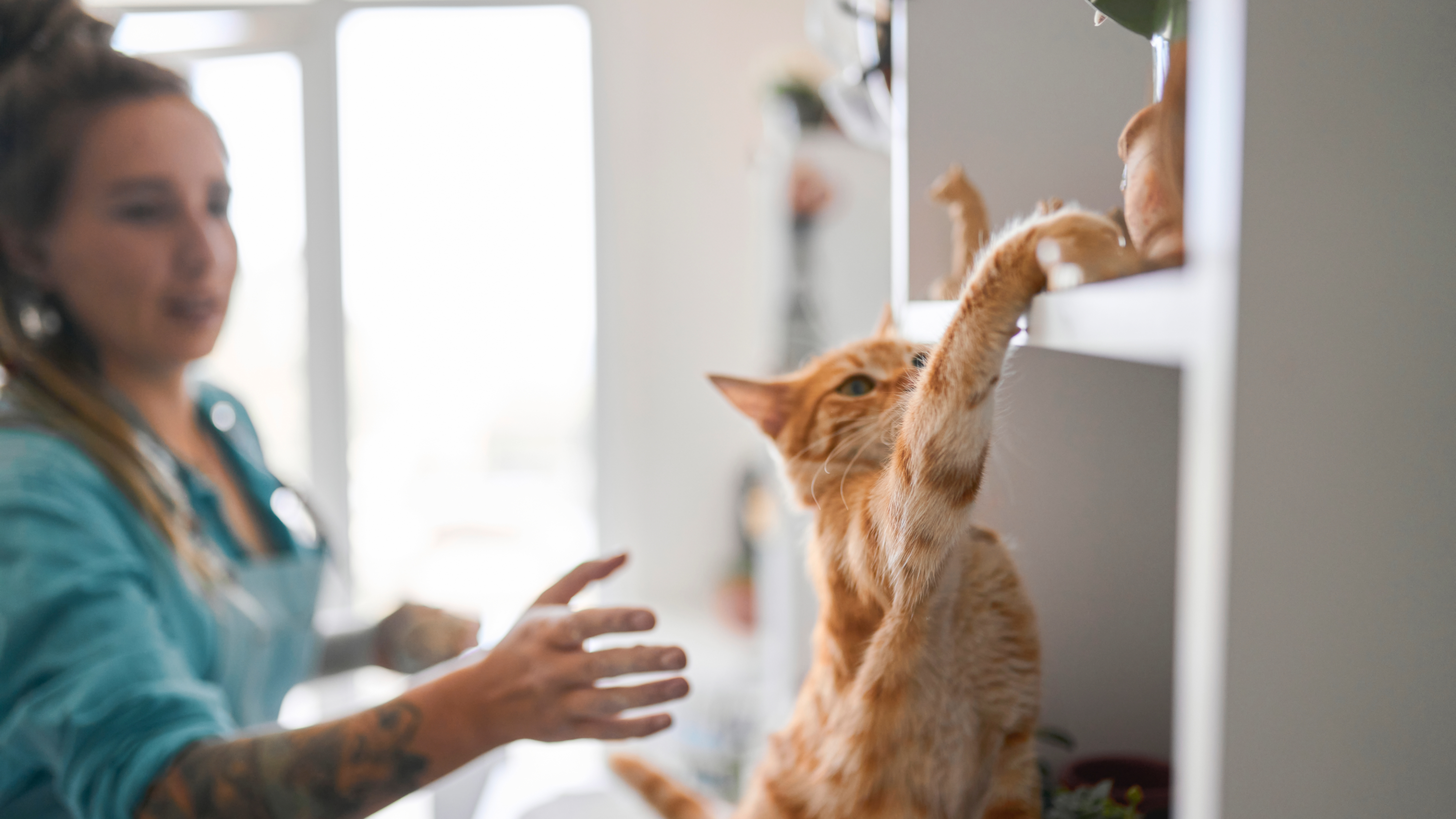 Ginger cat reaching for object on shelf
