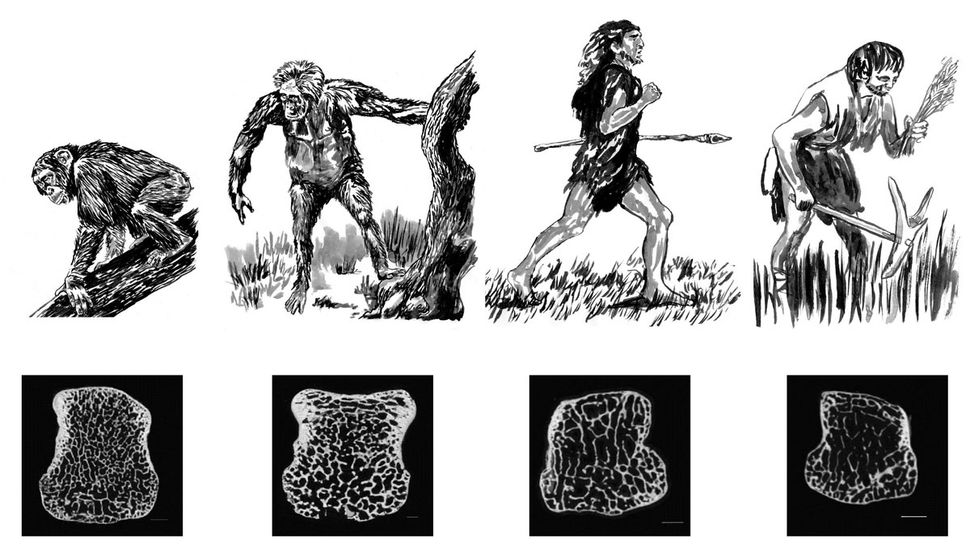 Bone Density Drop in Modern Humans Linked to Less Physical Activity ...