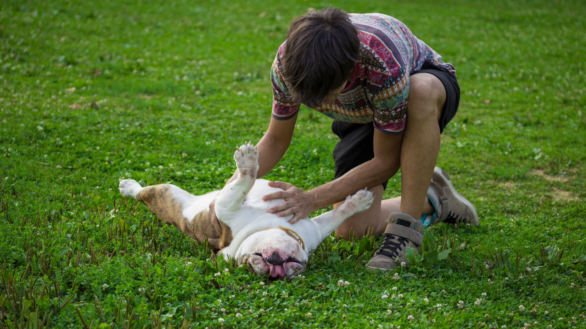 man rubbing dog's belly in a grassy field.