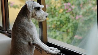 separation anxiety in dogs