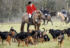 bloodhounds.jpg