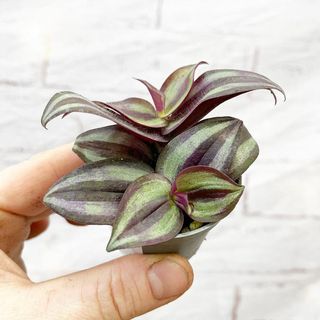 Tradescantia Zebrina House Plant 6cm Pot