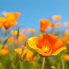 Self-seeding flowers like California poppies