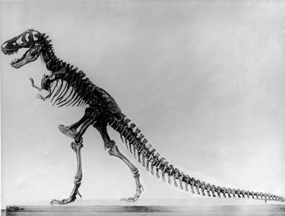 Archaeologists may have uncovered dinosaur gray matter.