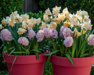 hyacinths and narcissus in bloom on bright pink planters