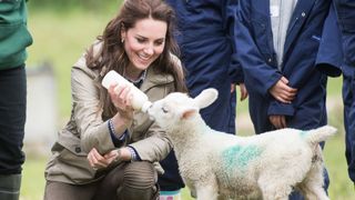 Kate Middleton feeding a baby lamb