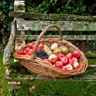 Basket of fruit including apples, plums and blackberries on bench