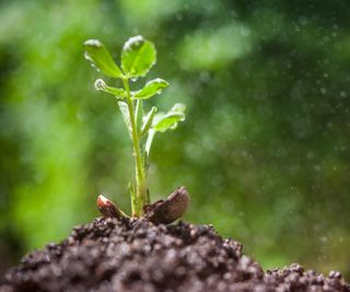 Peanut plant, seedling