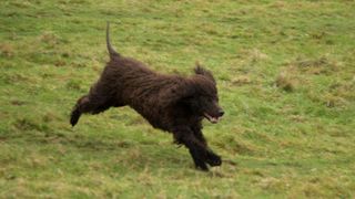 Brown dog running