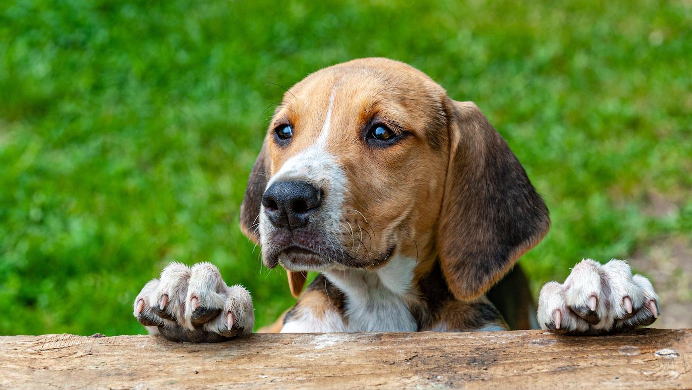 Foxhound puppy