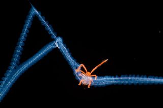 Acari trapped in spiderweb, 2017 Royal Society Publishing Photography Competition  