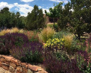 Sages, drought-tolerant grasses and other low-water plants