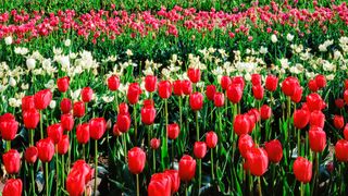 Red and white tulips at the Tulip Time Festival in Holland, Michigan
